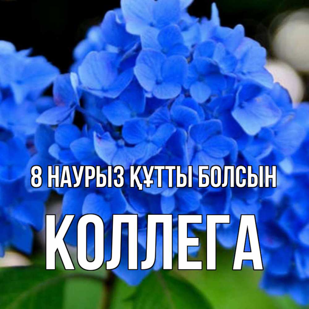 Күн сайын ашық хат с именем, Коллега 8 наурыз құтты болсын синие цветы Онлайн тегін жүктеп алу тілектері бар керемет карта 