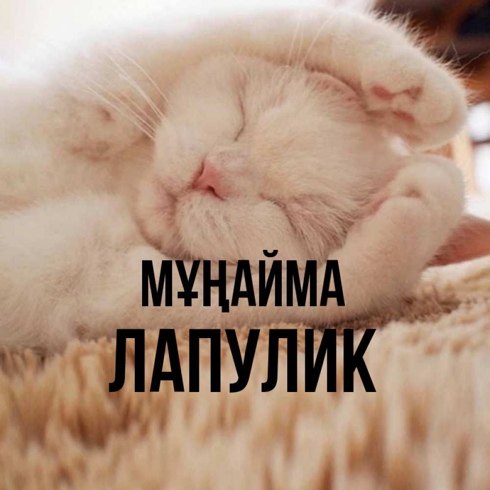 Күн сайын ашық хат с именем, Лапулик Мұңайма Котенок спит Онлайн тегін жүктеп алу тілектері бар керемет карта 