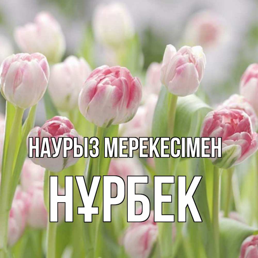 Күн сайын ашық хат с именем, НҰРБЕК Наурыз мерекесімен цветы Онлайн тегін жүктеп алу тілектері бар керемет карта 