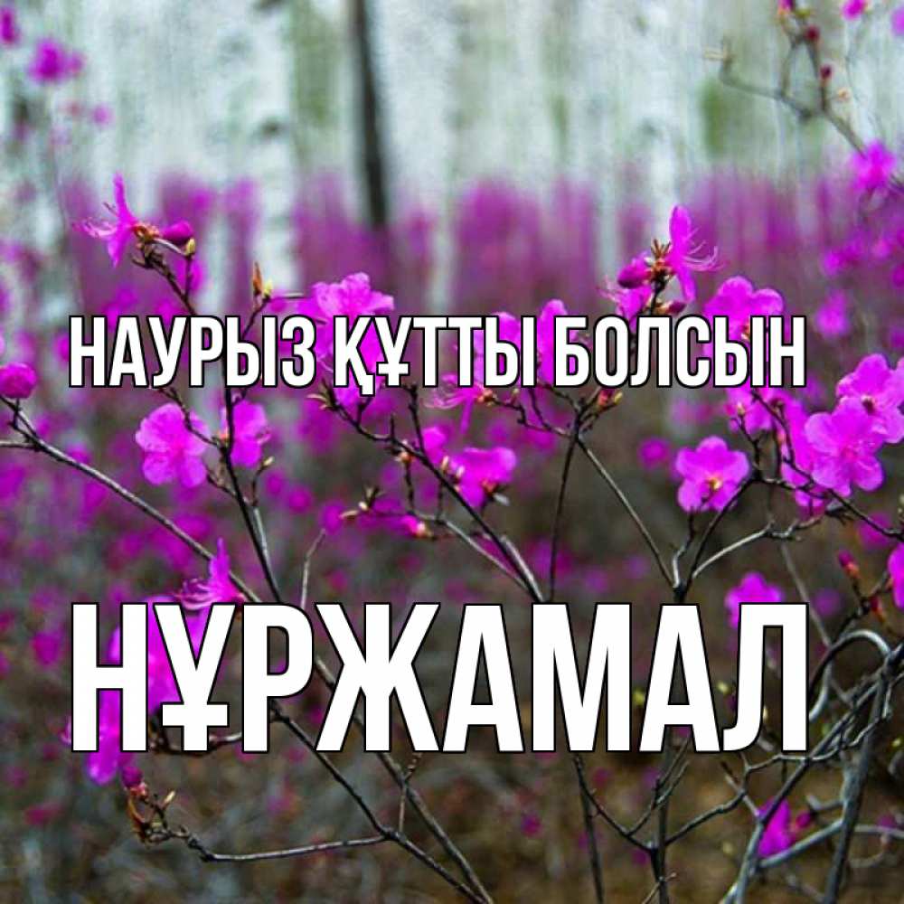 Күн сайын ашық хат с именем, НҰРЖАМАЛ Наурыз құтты болсын дикие цветы Онлайн тегін жүктеп алу тілектері бар керемет карта 