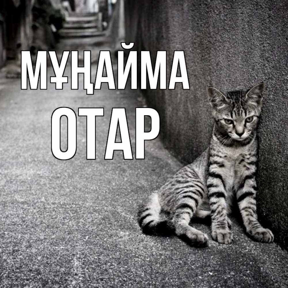 Күн сайын ашық хат с именем, ОТАР Мұңайма скучающий котик Онлайн тегін жүктеп алу тілектері бар керемет карта 