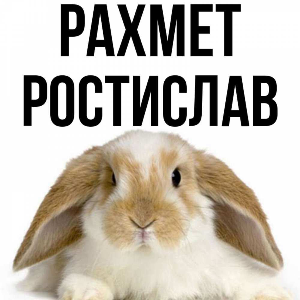Күн сайын ашық хат с именем, Ростислав рахмет коричнево белый заяц Онлайн тегін жүктеп алу тілектері бар керемет карта 