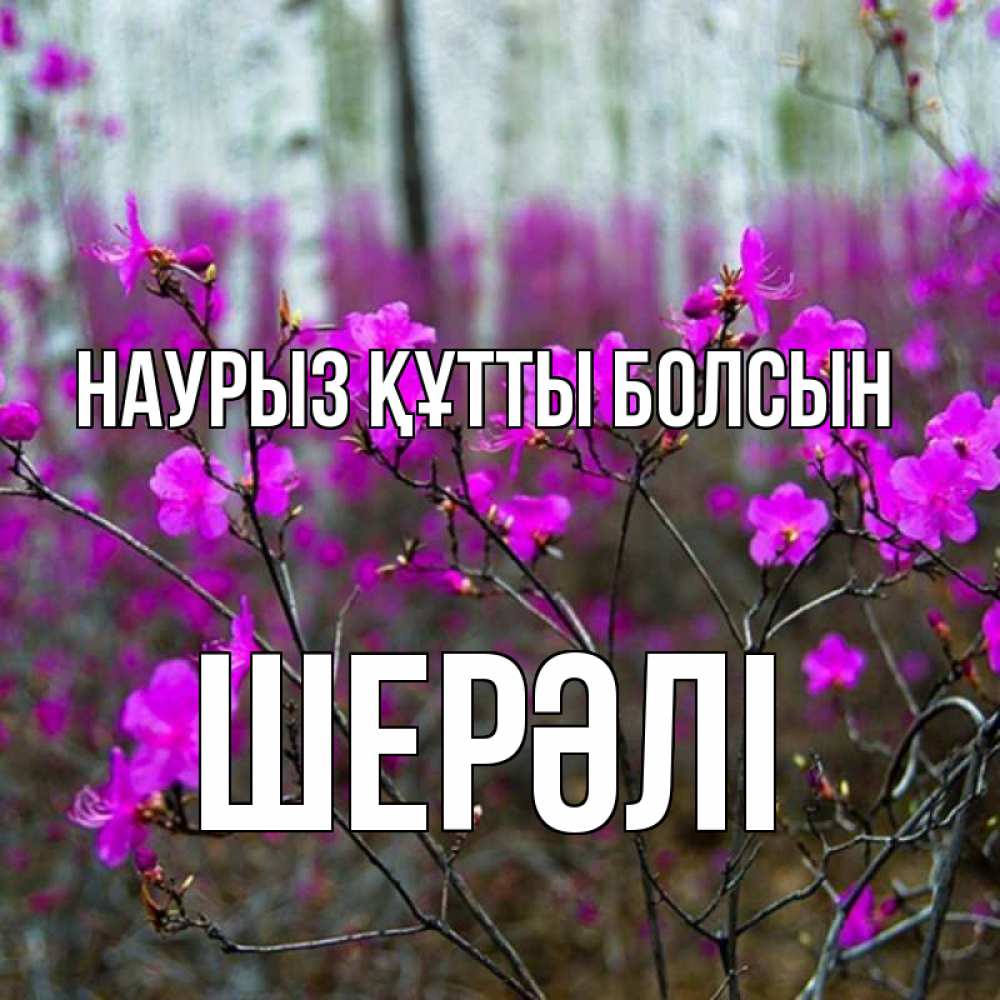 Күн сайын ашық хат с именем, ШЕРӘЛІ Наурыз құтты болсын дикие цветы Онлайн тегін жүктеп алу тілектері бар керемет карта 