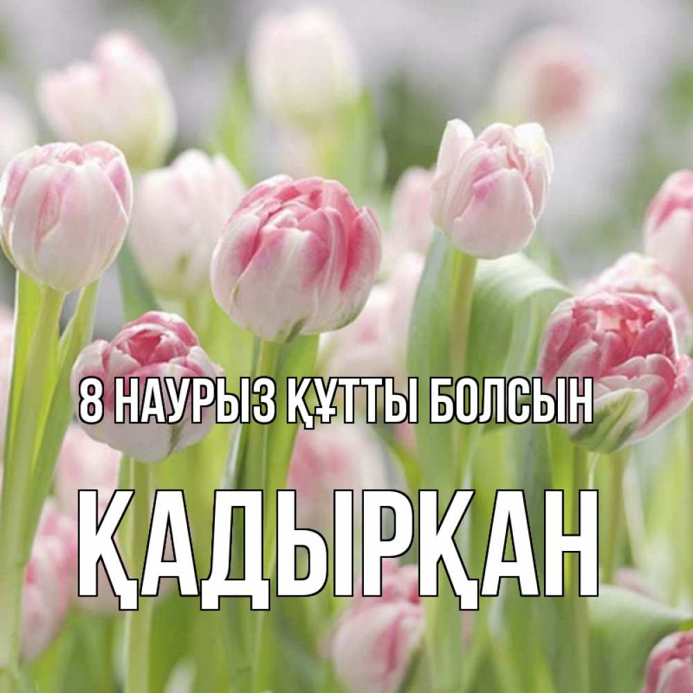 Күн сайын ашық хат с именем, Қадырқан 8 наурыз құтты болсын цветы Онлайн тегін жүктеп алу тілектері бар керемет карта 