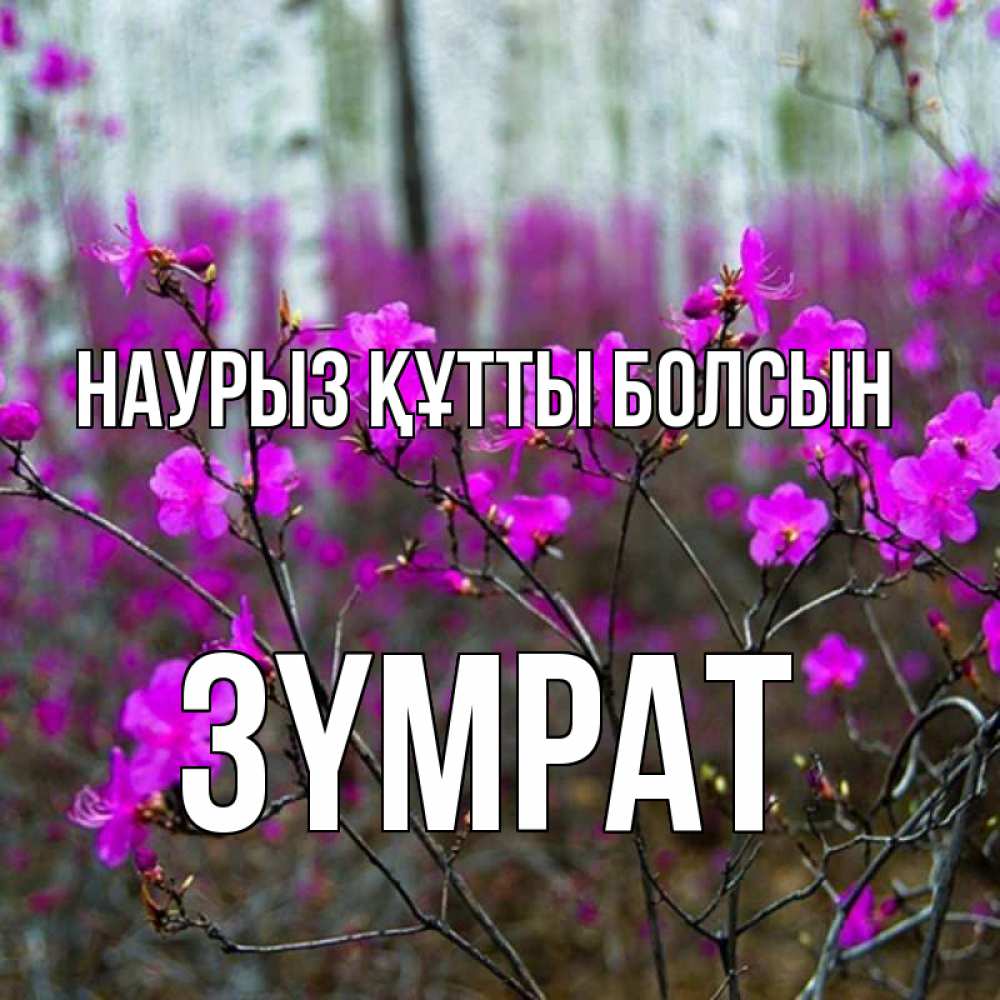 Күн сайын ашық хат с именем, ЗҮМРАТ Наурыз құтты болсын дикие цветы Онлайн тегін жүктеп алу тілектері бар керемет карта 