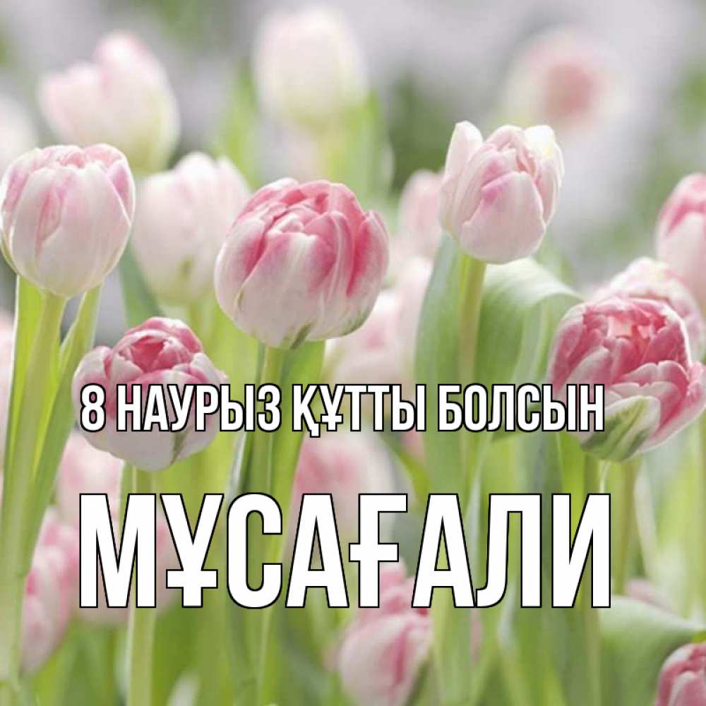 Күн сайын ашық хат с именем, Мұсағали 8 наурыз құтты болсын цветы Онлайн тегін жүктеп алу тілектері бар керемет карта 