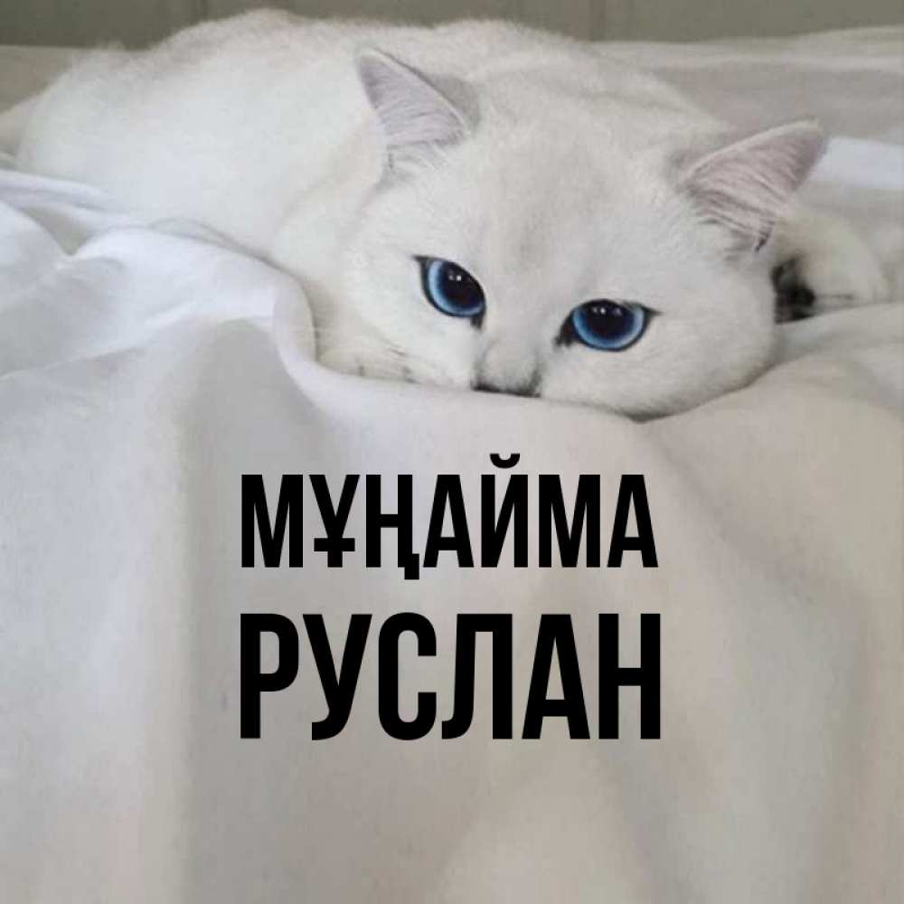 Күн сайын ашық хат с именем, РУСЛАН Мұңайма Голубоглазая кошка Онлайн тегін жүктеп алу тілектері бар керемет карта 