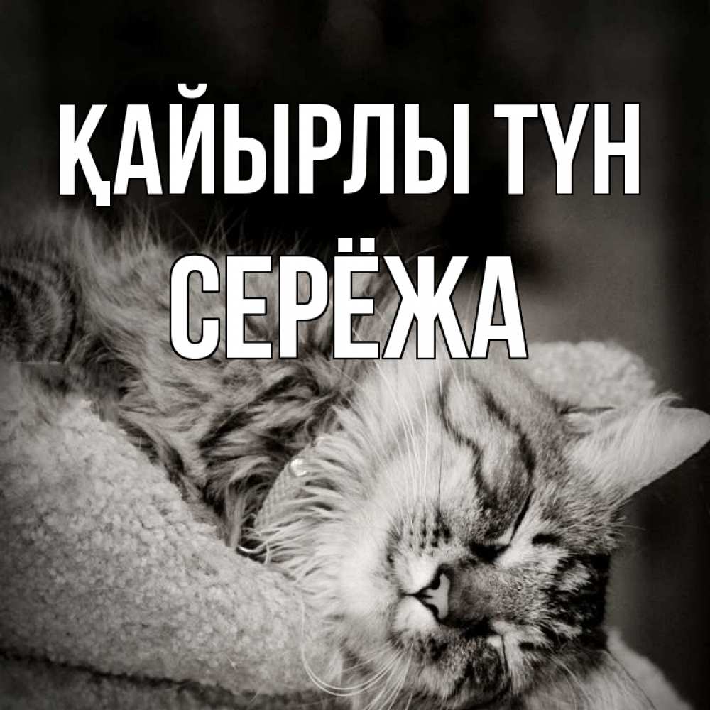 Күн сайын ашық хат с именем, Серёжа Қайырлы түн котярик пушистый Онлайн тегін жүктеп алу тілектері бар керемет карта 