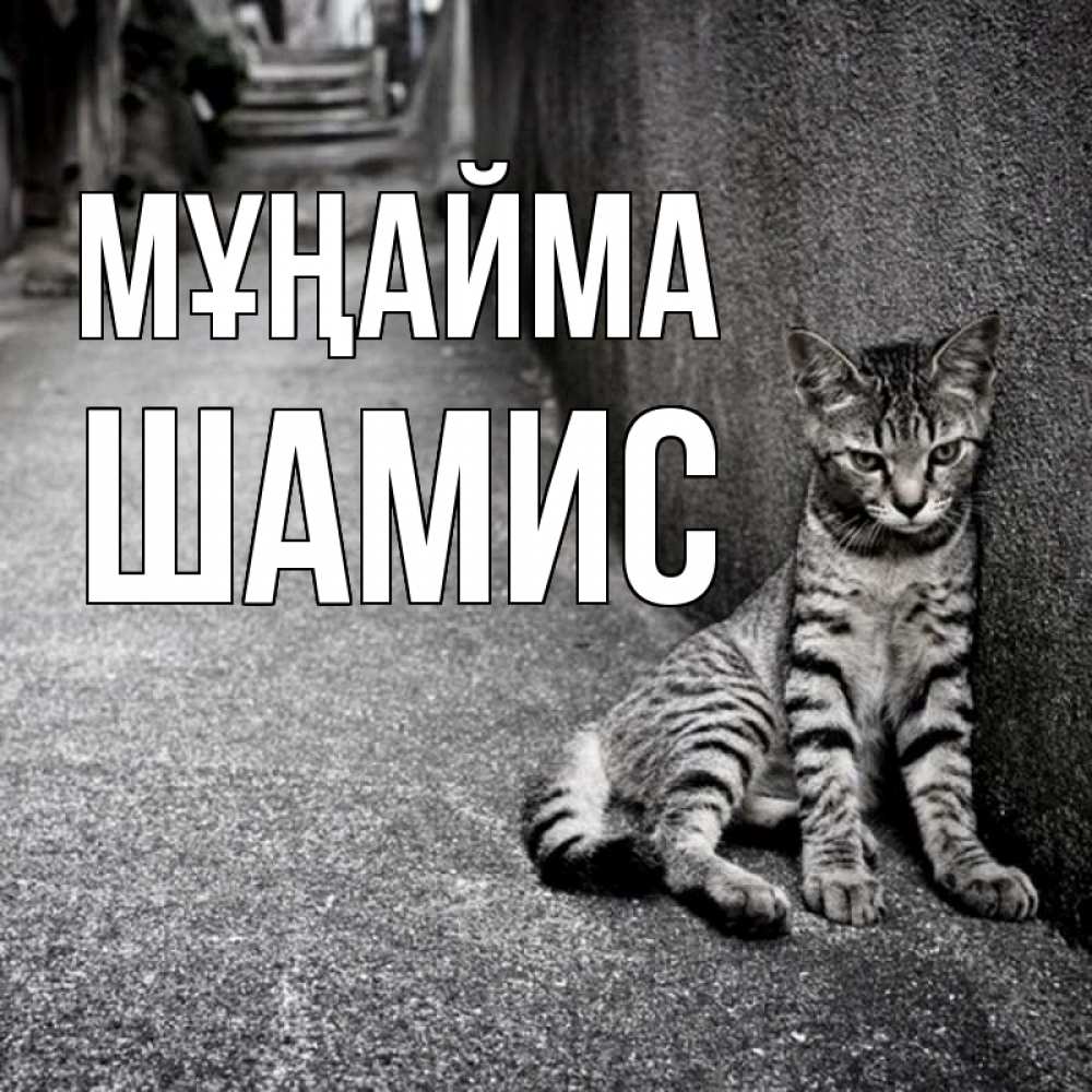 Күн сайын ашық хат с именем, ШАМИС Мұңайма скучающий котик Онлайн тегін жүктеп алу тілектері бар керемет карта 