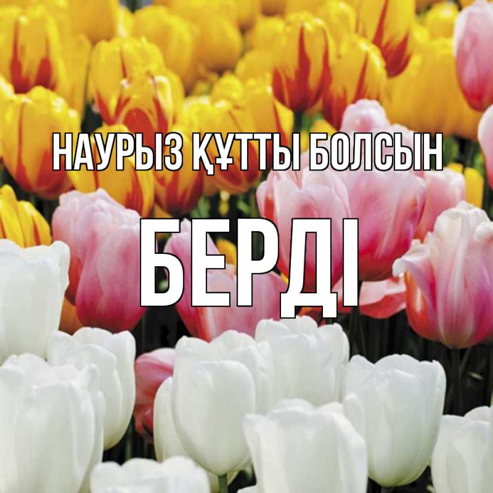 Күн сайын ашық хат с именем, Берді Наурыз құтты болсын разноцветные цветы Онлайн тегін жүктеп алу тілектері бар керемет карта 