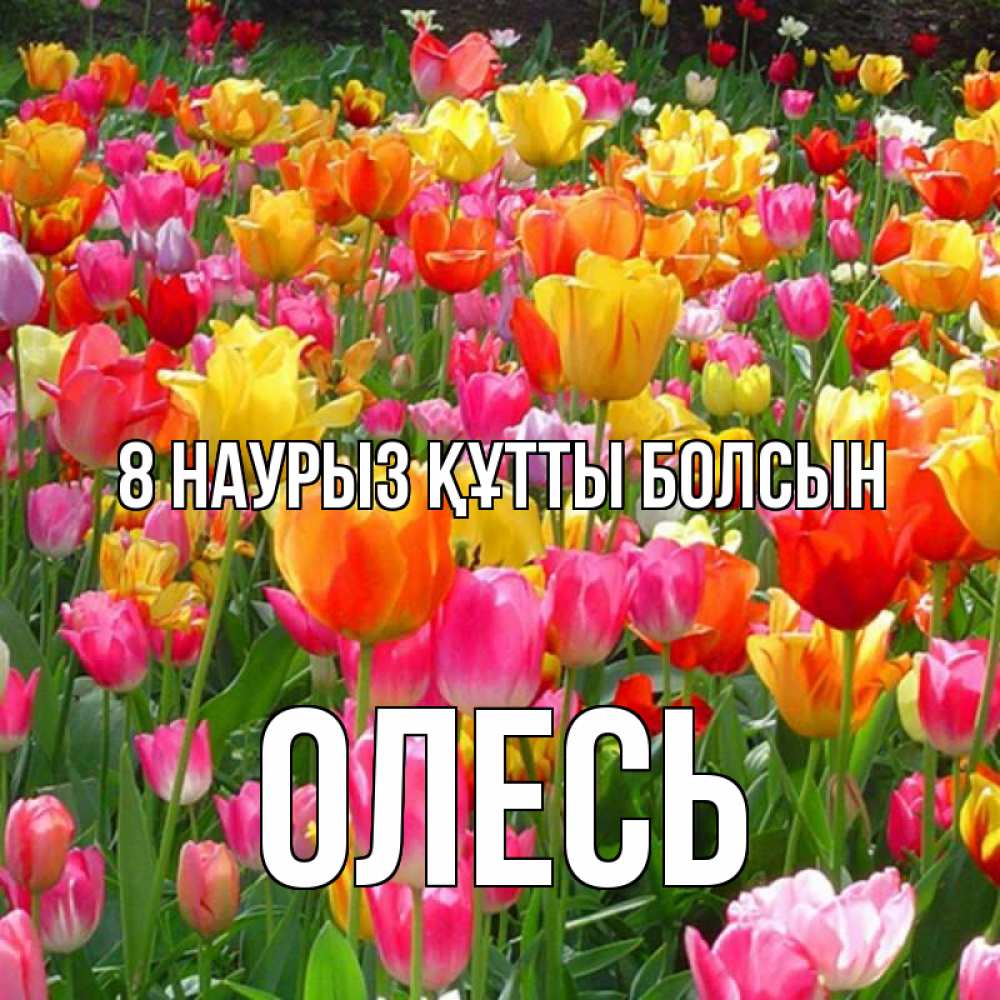 Күн сайын ашық хат с именем, Олесь 8 наурыз құтты болсын на международный женский день Онлайн тегін жүктеп алу тілектері бар керемет карта 