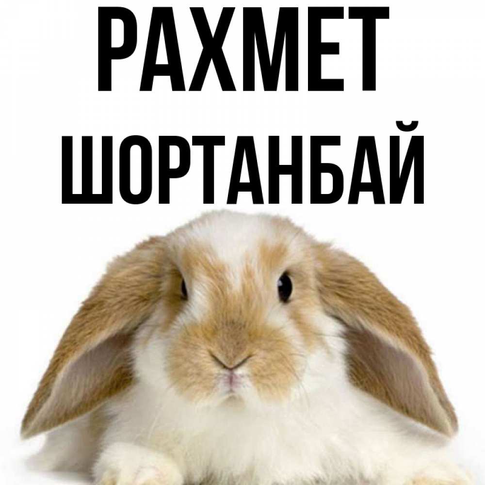 Күн сайын ашық хат с именем, ШОРТАНБАЙ рахмет коричнево белый заяц Онлайн тегін жүктеп алу тілектері бар керемет карта 