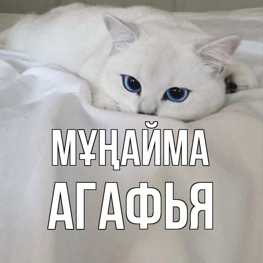 Күн сайын ашық хат с именем, Агафья Мұңайма белый кот с голубыми глазами на белоснежной кровати Онлайн тегін жүктеп алу тілектері бар керемет карта 