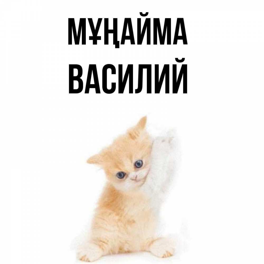 Күн сайын ашық хат с именем, Василий Мұңайма просящий кот Онлайн тегін жүктеп алу тілектері бар керемет карта 