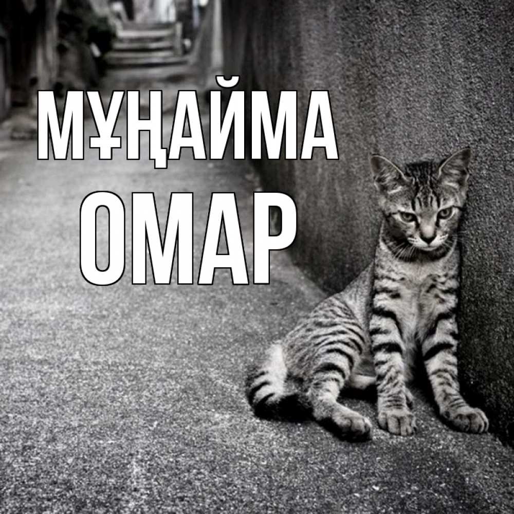 Күн сайын ашық хат с именем, ОМАР Мұңайма скучающий котик Онлайн тегін жүктеп алу тілектері бар керемет карта 