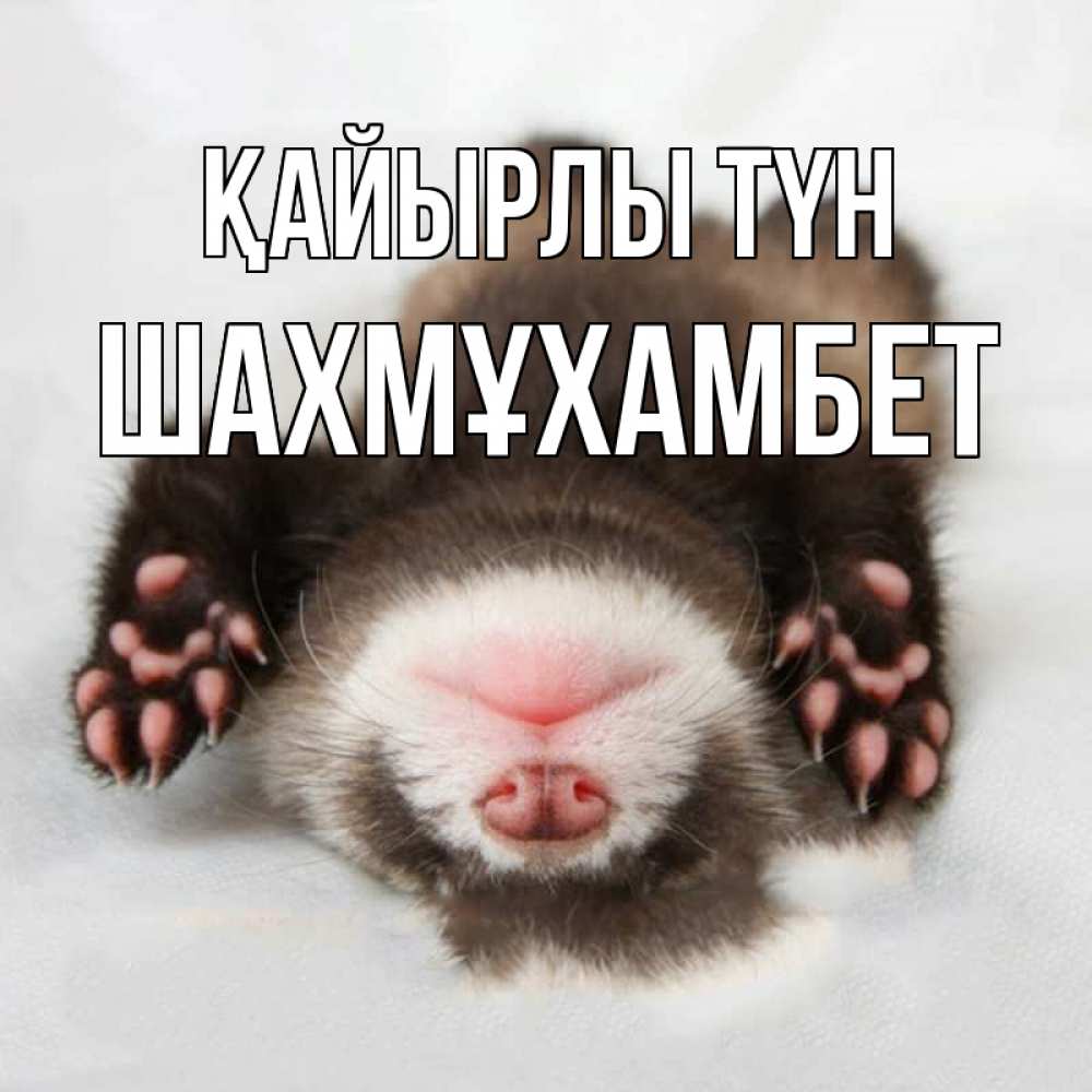 Күн сайын ашық хат с именем, ШАХМҰХАМБЕТ Қайырлы түн зверек Онлайн тегін жүктеп алу тілектері бар керемет карта 