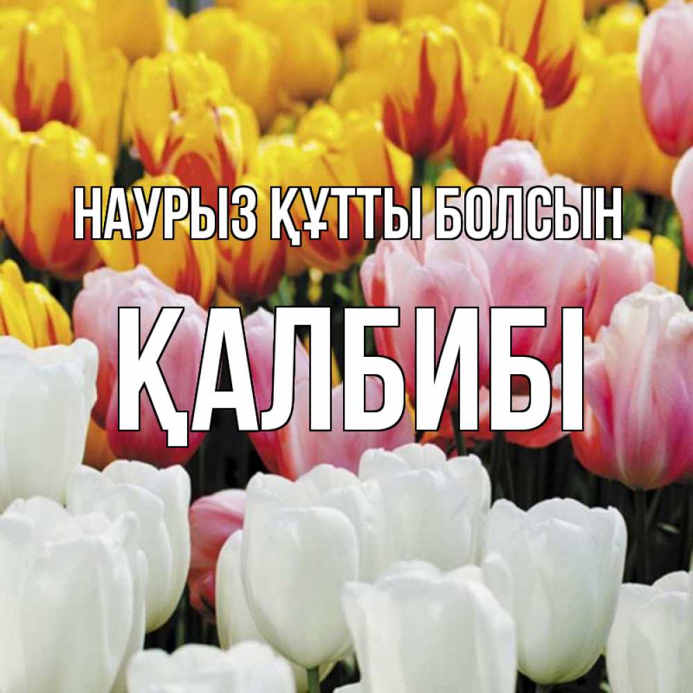 Күн сайын ашық хат с именем, ҚАЛБИБІ Наурыз құтты болсын разноцветные цветы Онлайн тегін жүктеп алу тілектері бар керемет карта 