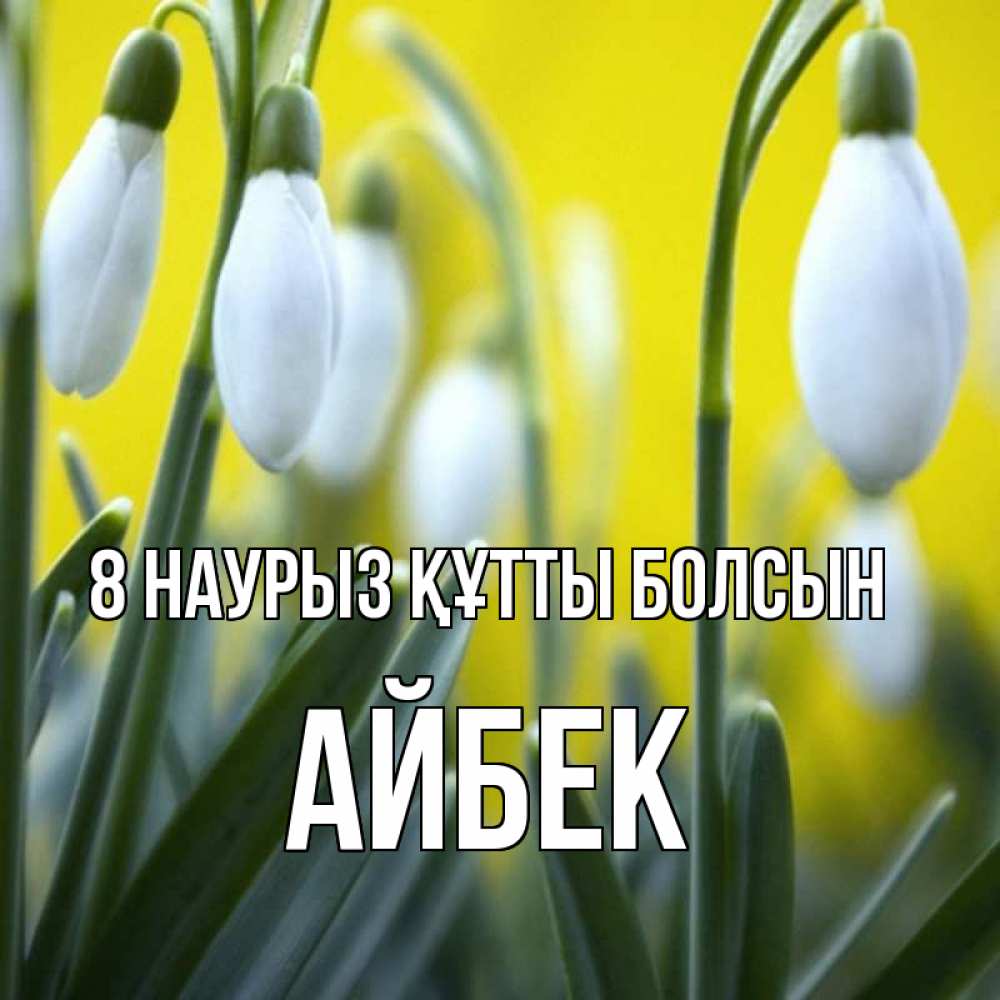 Күн сайын ашық хат с именем, Айбек 8 наурыз құтты болсын весенние цветы Онлайн тегін жүктеп алу тілектері бар керемет карта 