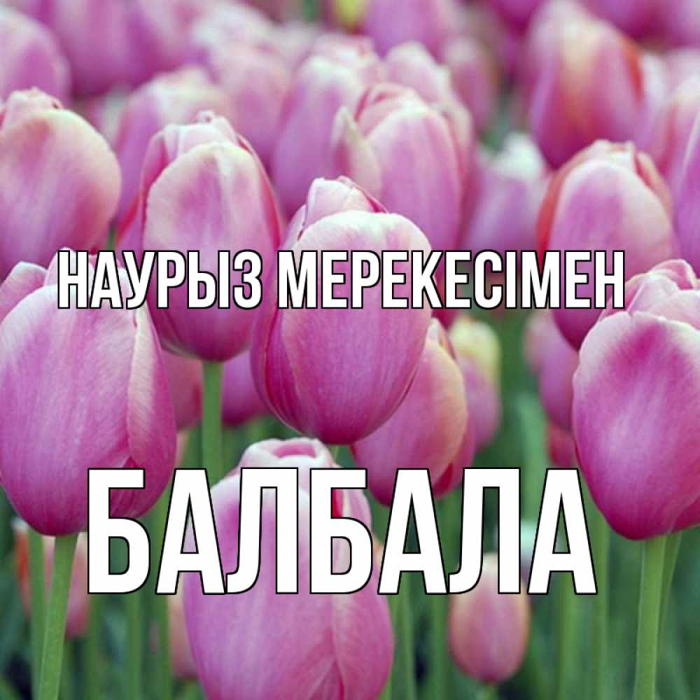 Күн сайын ашық хат с именем, БАЛБАЛА Наурыз мерекесімен праздник весны наурыз 69 Онлайн тегін жүктеп алу тілектері бар керемет карта 