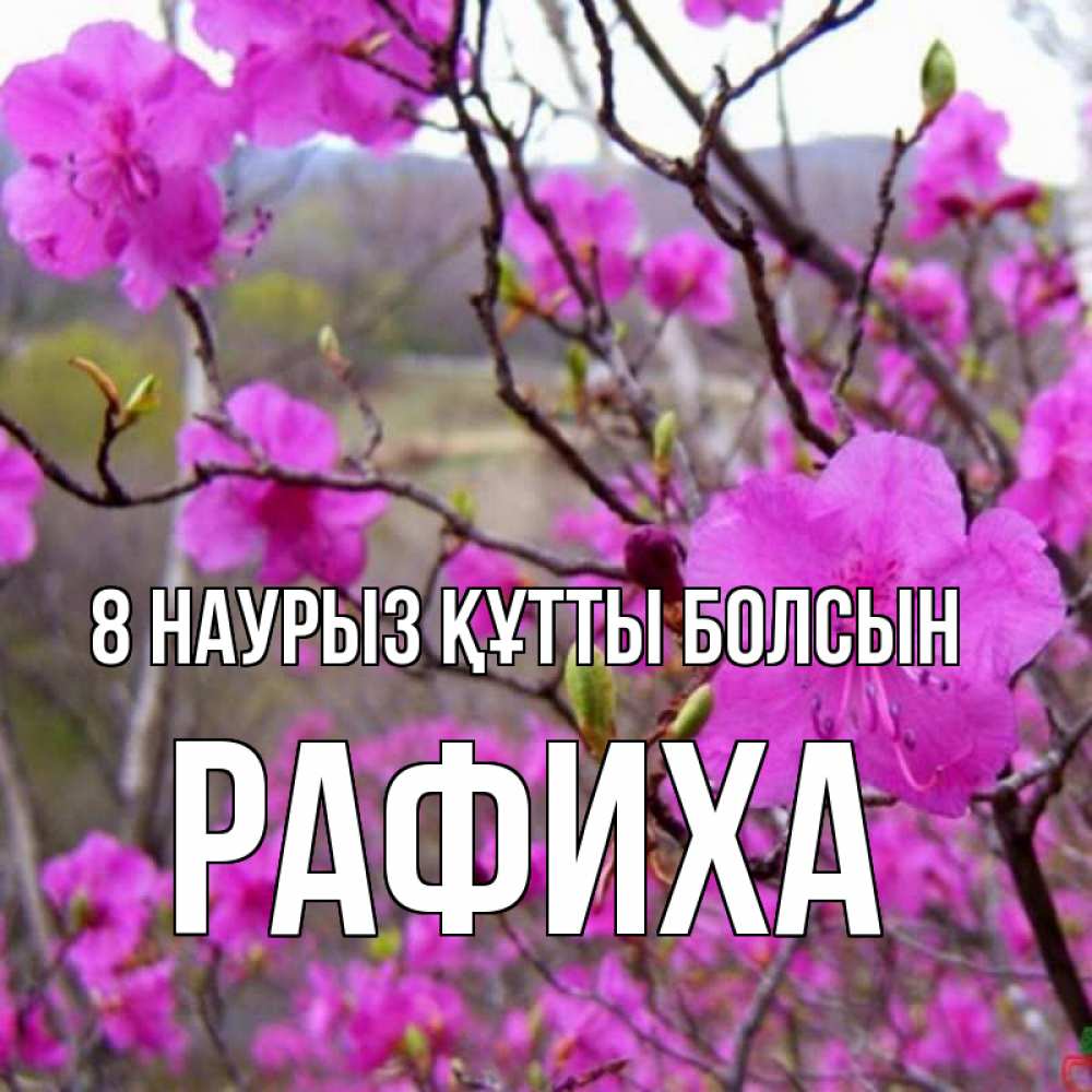 Күн сайын ашық хат с именем, РАФИХА 8 наурыз құтты болсын международный женский день Онлайн тегін жүктеп алу тілектері бар керемет карта 