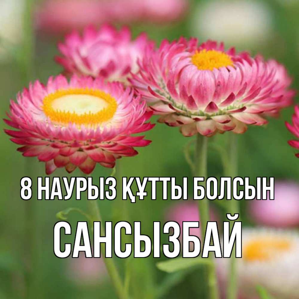 Күн сайын ашық хат с именем, САНСЫЗБАЙ 8 наурыз құтты болсын подарок на международный женский день Онлайн тегін жүктеп алу тілектері бар керемет карта 