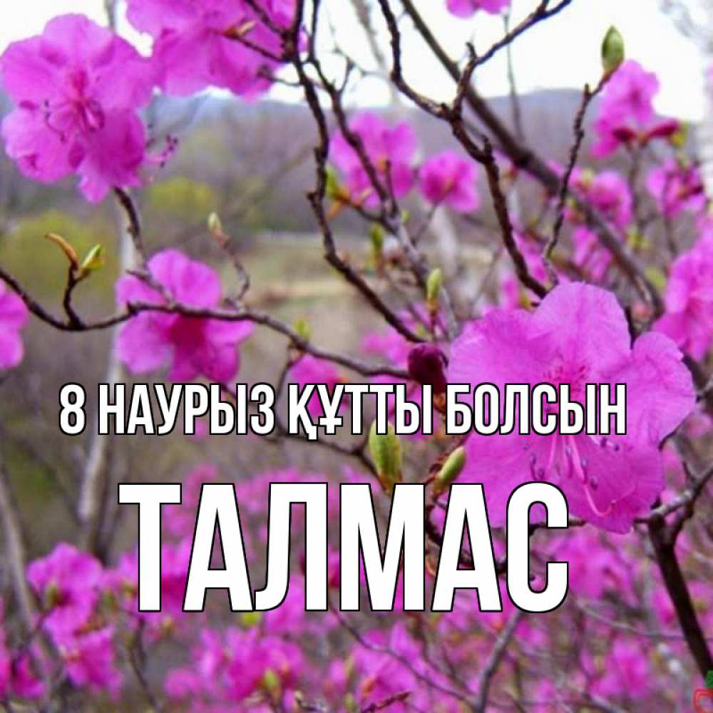 Күн сайын ашық хат с именем, ТАЛМАС 8 наурыз құтты болсын международный женский день Онлайн тегін жүктеп алу тілектері бар керемет карта 