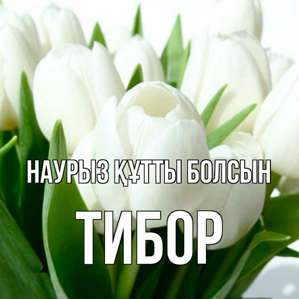 Күн сайын ашық хат с именем, Тибор Наурыз құтты болсын цветы Онлайн тегін жүктеп алу тілектері бар керемет карта 