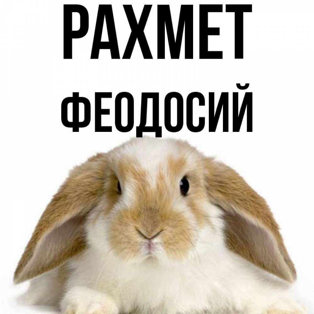 Күн сайын ашық хат с именем, Феодосий рахмет коричнево белый заяц Онлайн тегін жүктеп алу тілектері бар керемет карта 