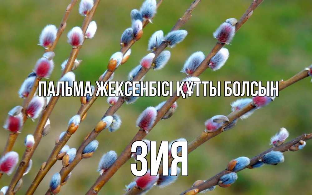 Картинка Пальма жексенбісі құтты болсын, ЗИЯ