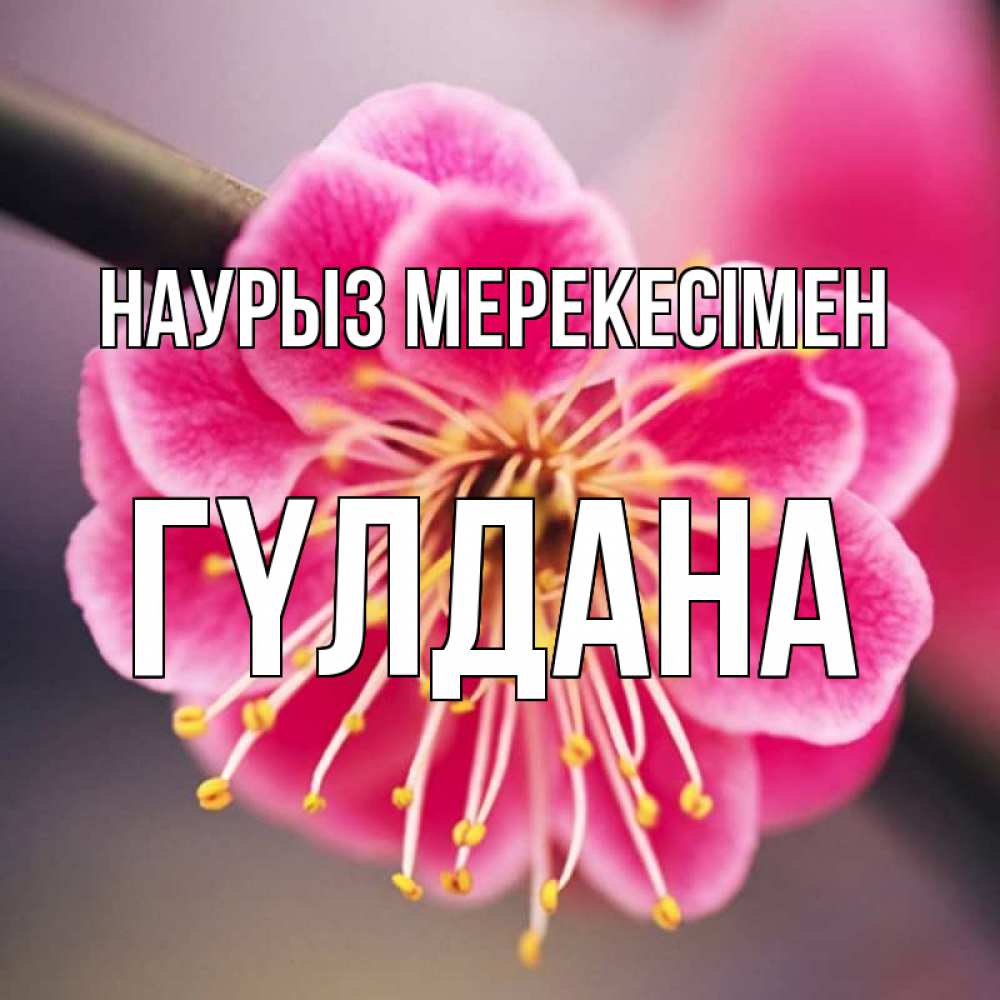 Күн сайын ашық хат с именем, ГҮЛДАНА Наурыз мерекесімен цветы Онлайн тегін жүктеп алу тілектері бар керемет карта 