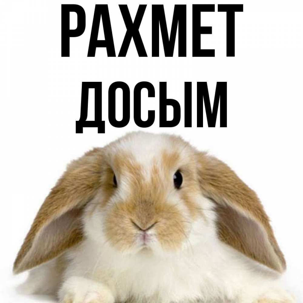 Күн сайын ашық хат с именем, Досым рахмет коричнево белый заяц Онлайн тегін жүктеп алу тілектері бар керемет карта 