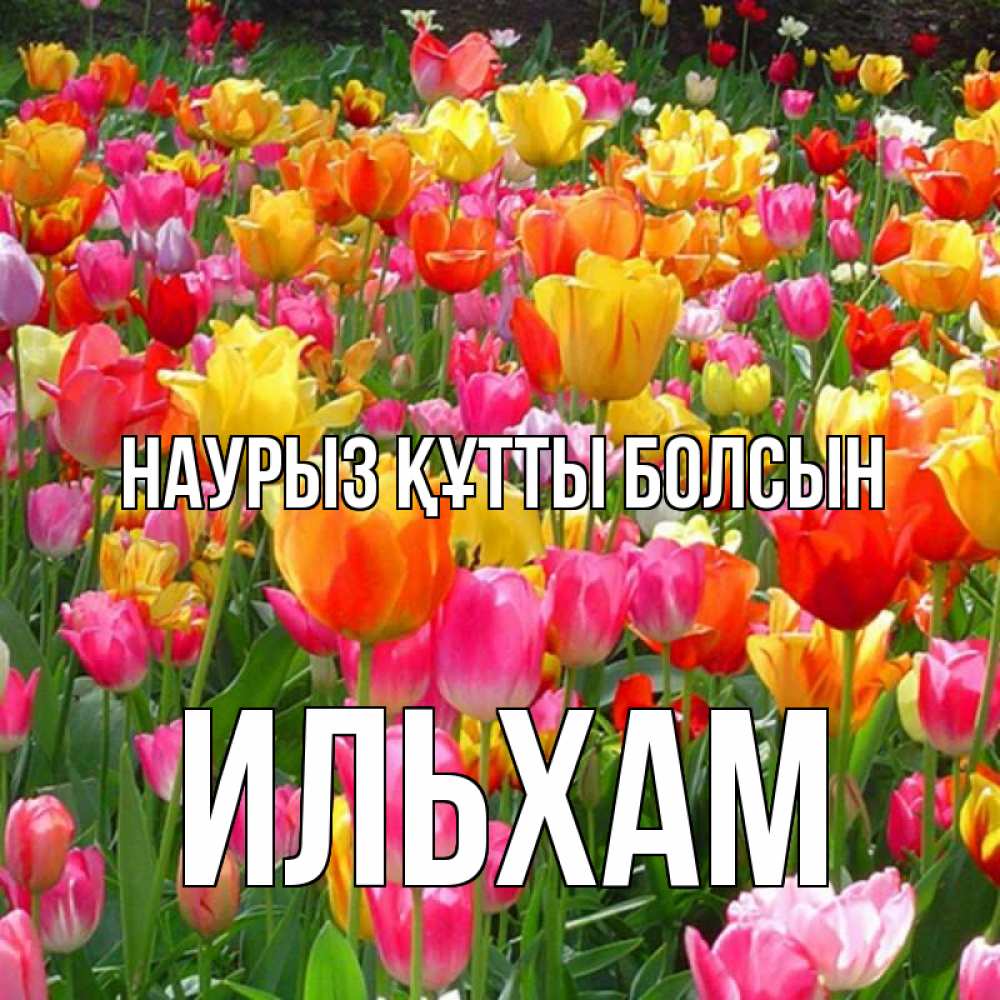 Күн сайын ашық хат с именем, Ильхам Наурыз құтты болсын на наурыз  ура ура Онлайн тегін жүктеп алу тілектері бар керемет карта 