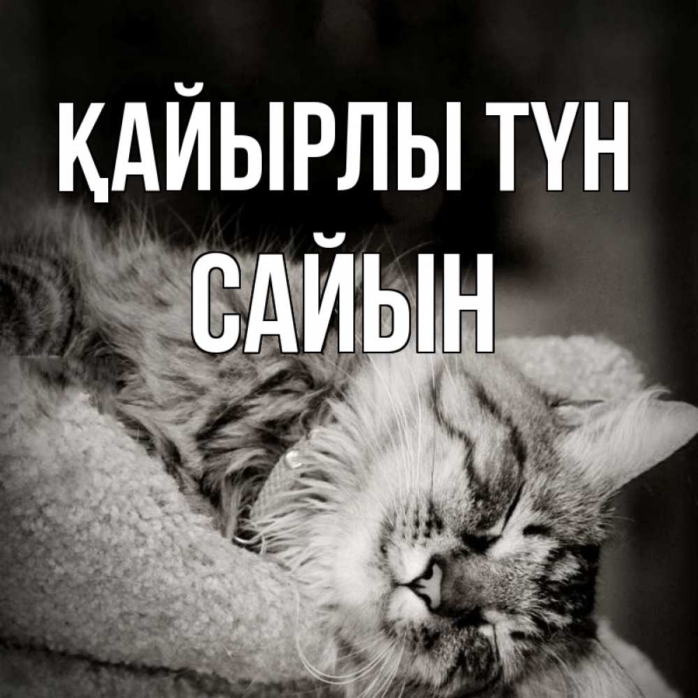 Күн сайын ашық хат с именем, САЙЫН Қайырлы түн котярик пушистый Онлайн тегін жүктеп алу тілектері бар керемет карта 