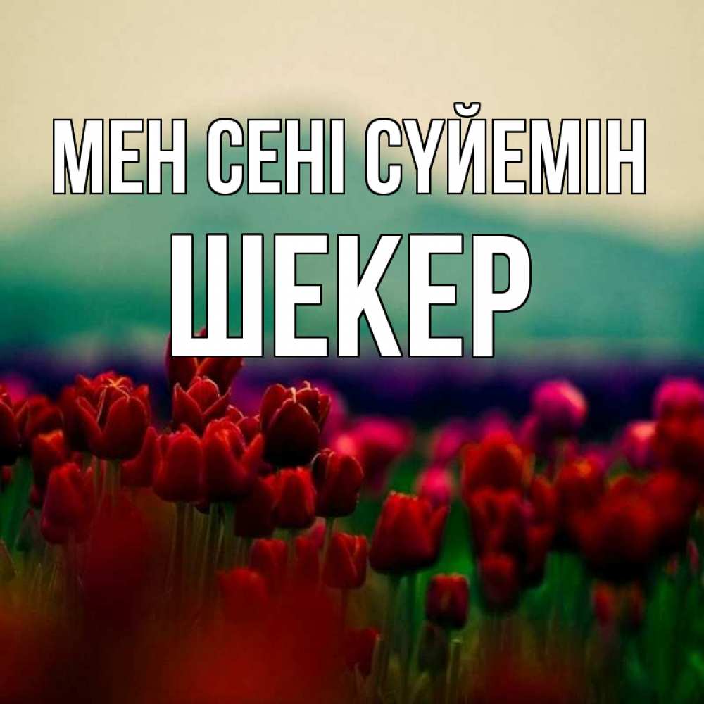 Күн сайын ашық хат с именем, ШЕКЕР Мен сені сүйемін тюльпаны 4 Онлайн тегін жүктеп алу тілектері бар керемет карта 