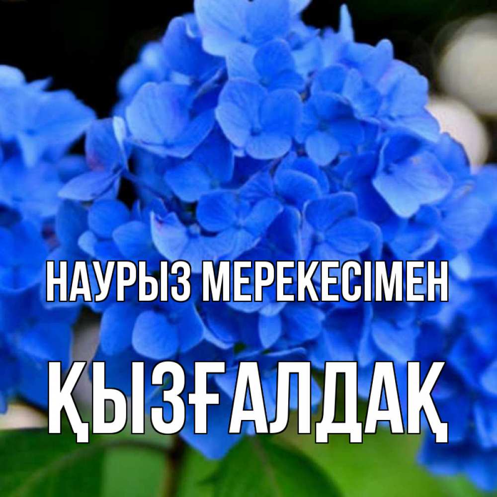 Күн сайын ашық хат с именем, ҚЫЗҒАЛДАҚ Наурыз мерекесімен синие цветы Онлайн тегін жүктеп алу тілектері бар керемет карта 