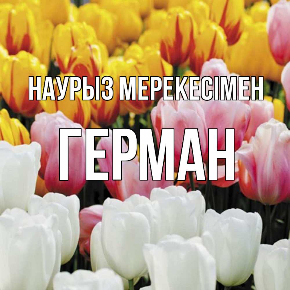 Күн сайын ашық хат с именем, Герман Наурыз мерекесімен разноцветные цветы Онлайн тегін жүктеп алу тілектері бар керемет карта 