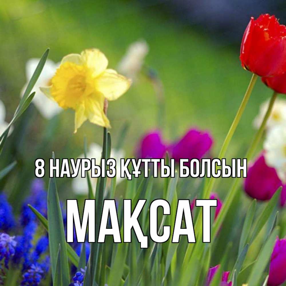 Күн сайын ашық хат с именем, МАҚСАТ 8 наурыз құтты болсын международный женский день 3 Онлайн тегін жүктеп алу тілектері бар керемет карта 