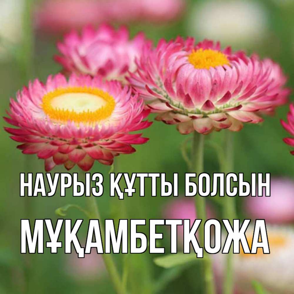 Күн сайын ашық хат с именем, Мұқамбетқожа Наурыз құтты болсын подарок на международный женский день Онлайн тегін жүктеп алу тілектері бар керемет карта 
