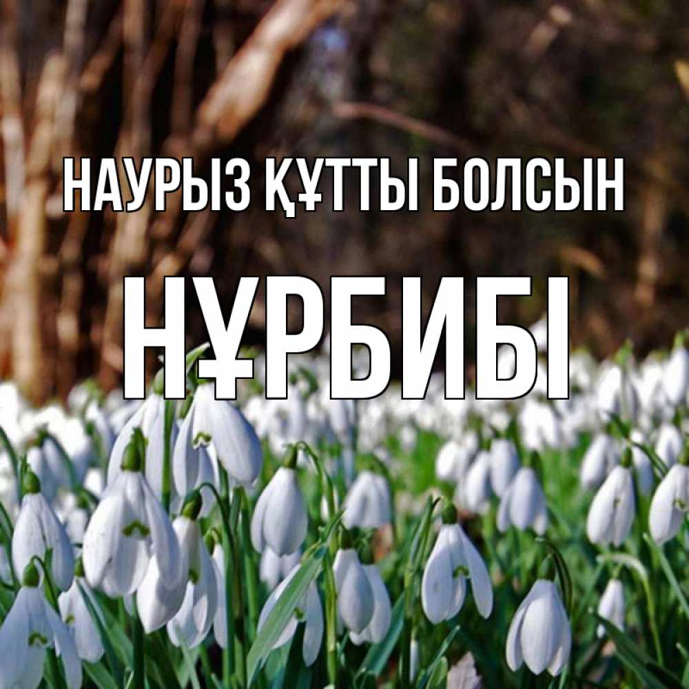 Күн сайын ашық хат с именем, НҰРБИБІ Наурыз құтты болсын с подснежниками 1 Онлайн тегін жүктеп алу тілектері бар керемет карта 