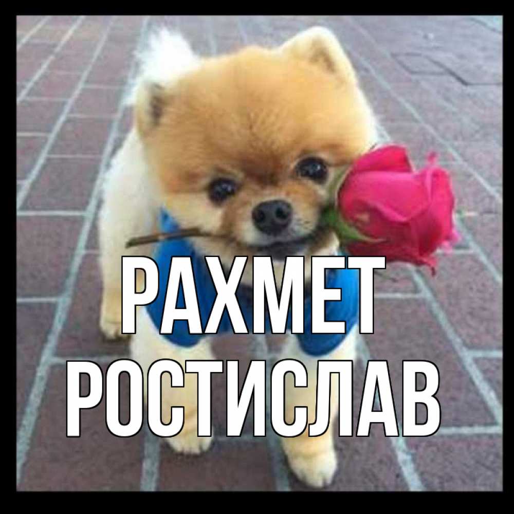Күн сайын ашық хат с именем, Ростислав рахмет спасибо и дарю тебе цветок Онлайн тегін жүктеп алу тілектері бар керемет карта 