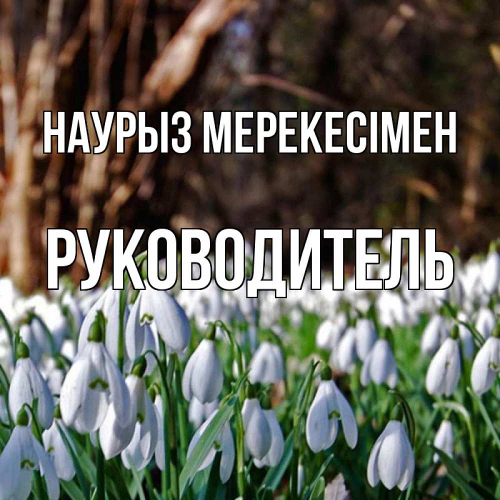 Күн сайын ашық хат с именем, Руководитель Наурыз мерекесімен с подснежниками 1 Онлайн тегін жүктеп алу тілектері бар керемет карта 