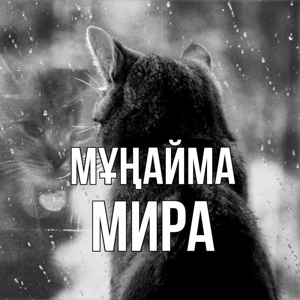 Күн сайын ашық хат с именем, МИРА Мұңайма отражение кота 1 Онлайн тегін жүктеп алу тілектері бар керемет карта 