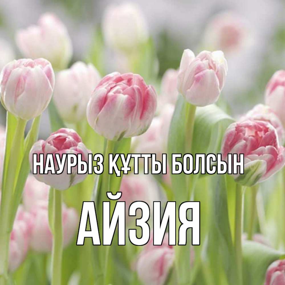 Күн сайын ашық хат с именем, АЙЗИЯ Наурыз құтты болсын цветы Онлайн тегін жүктеп алу тілектері бар керемет карта 