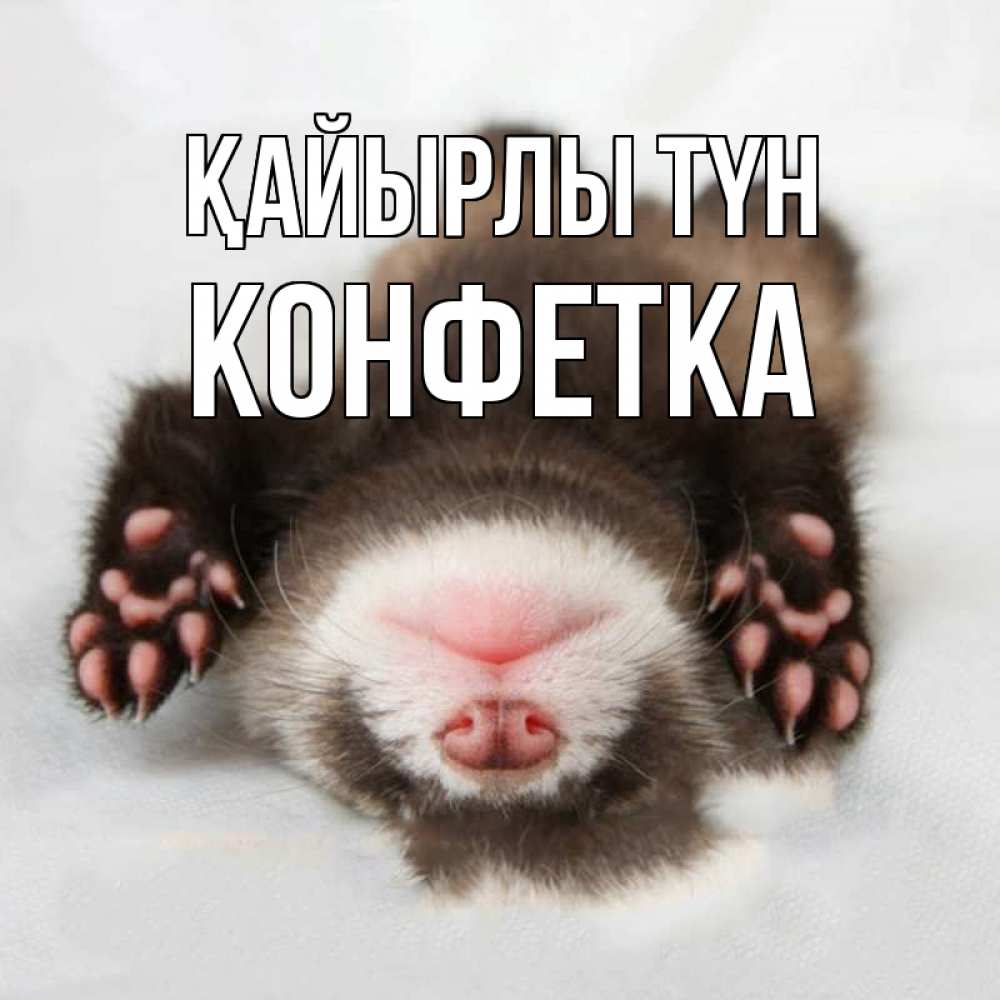 Күн сайын ашық хат с именем, Конфетка Қайырлы түн зверек Онлайн тегін жүктеп алу тілектері бар керемет карта 