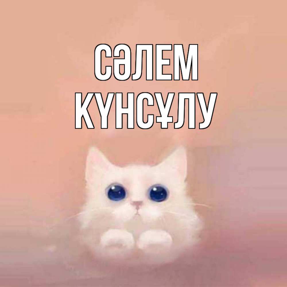 Күн сайын ашық хат с именем, КҮНСҰЛУ Сәлем котик белый в полете Онлайн тегін жүктеп алу тілектері бар керемет карта 
