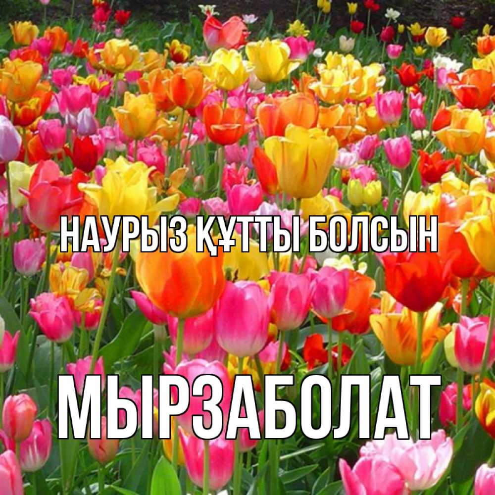 Күн сайын ашық хат с именем, Мырзаболат Наурыз құтты болсын на наурыз  ура ура Онлайн тегін жүктеп алу тілектері бар керемет карта 