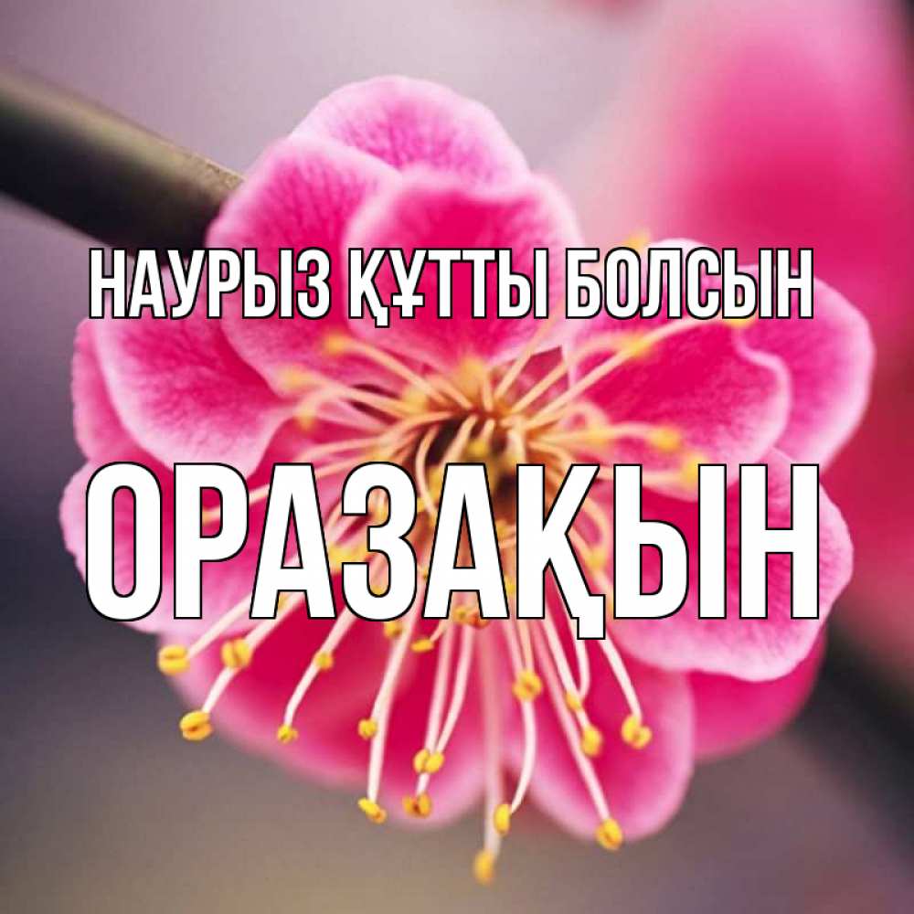 Күн сайын ашық хат с именем, ОРАЗАҚЫН Наурыз құтты болсын цветы Онлайн тегін жүктеп алу тілектері бар керемет карта 