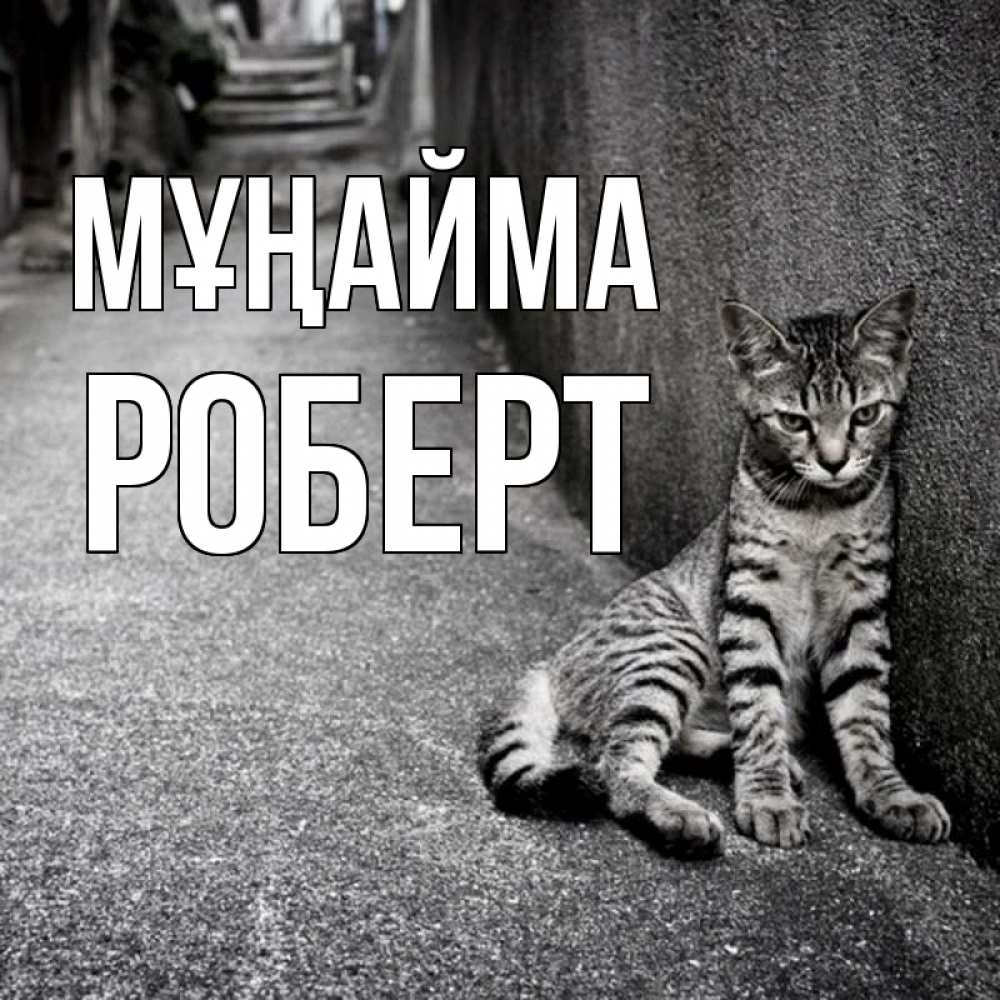 Күн сайын ашық хат с именем, Роберт Мұңайма скучающий котик Онлайн тегін жүктеп алу тілектері бар керемет карта 