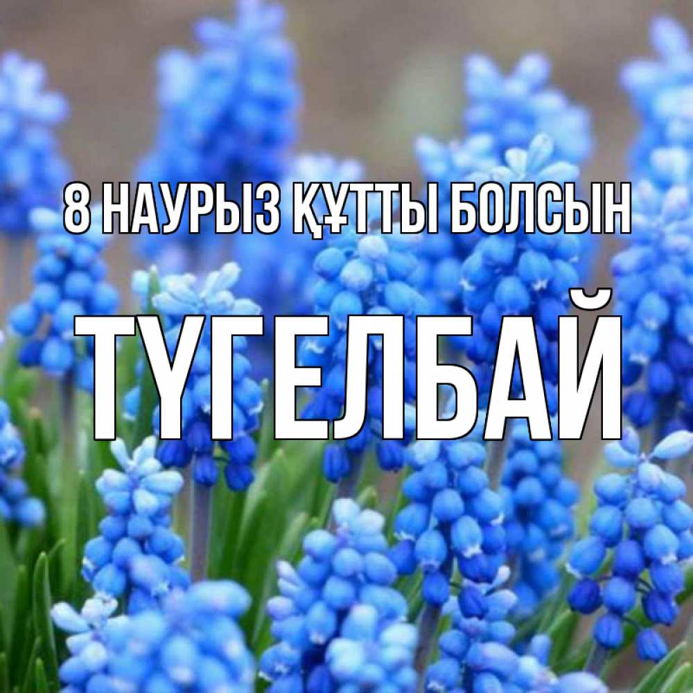 Күн сайын ашық хат с именем, ТҮГЕЛБАЙ 8 наурыз құтты болсын Поздравительная открытка для женщин с цветами на праздничную дату Онлайн тегін жүктеп алу тілектері бар керемет карта 