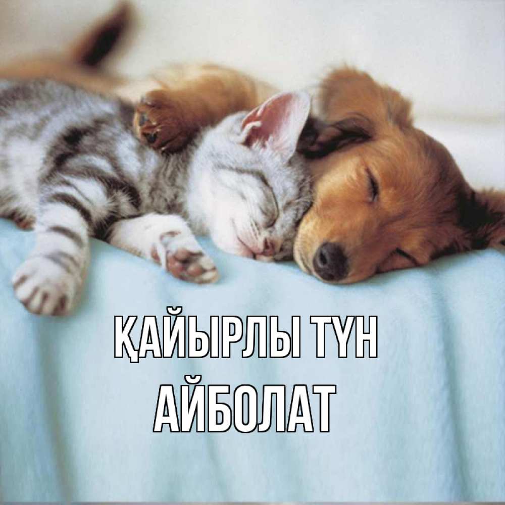 Күн сайын ашық хат с именем, Айболат Қайырлы түн с животными Онлайн тегін жүктеп алу тілектері бар керемет карта 